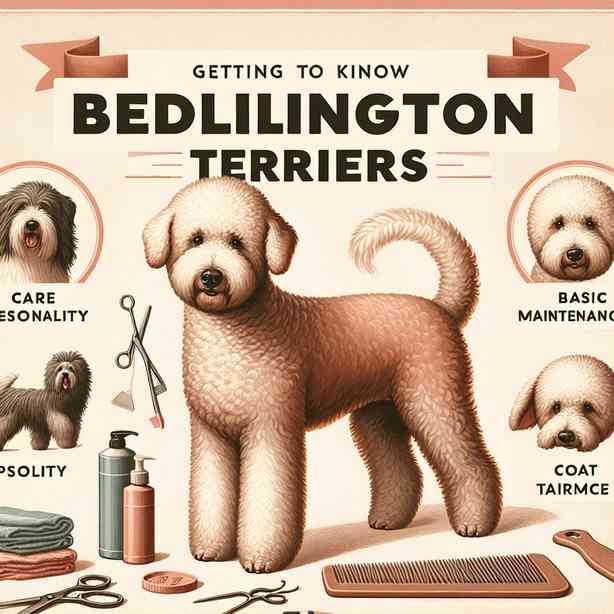 베들링턴 테리어(Bedlington Terrier) 양육팁 성격 수명 털빠짐 기본정보 특징 함께 알아보자. 베들링턴 테리어(Bedlington Terrier) 양육팁 성격 수명 털빠짐 기본정보 특징 함께 알아보자.