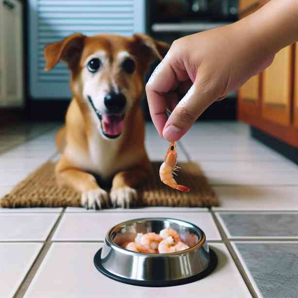 삶은 새우, 강아지에게 안전하게 주는 법 삶은 새우, 강아지에게 안전하게 주는 법