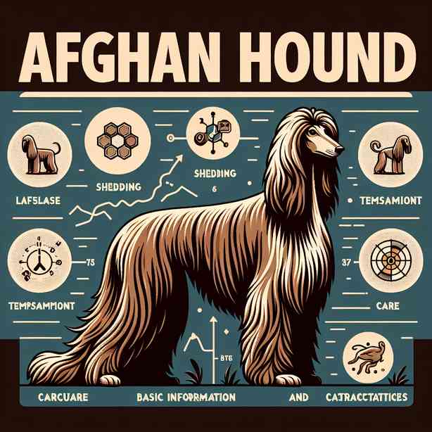 아프간 하운드(Afghan Hound) 수명 털빠짐 성격 양육팁 기본정보 특징 알아보기. 아프간 하운드(Afghan Hound) 수명 털빠짐 성격 양육팁 기본정보 특징 알아보기.
