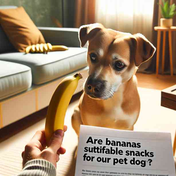바나나는 반려견의 간식으로 적당할까 바나나는 반려견의 간식으로 적당할까