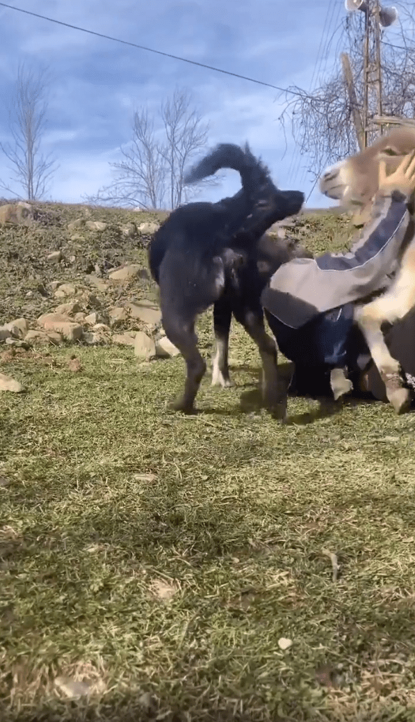 출처 - Instagram 사용자 @ccihancelik_