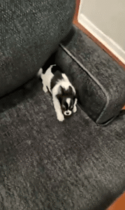 강아지 파피용이 제일 좋아하는 놀이는 술래잡기