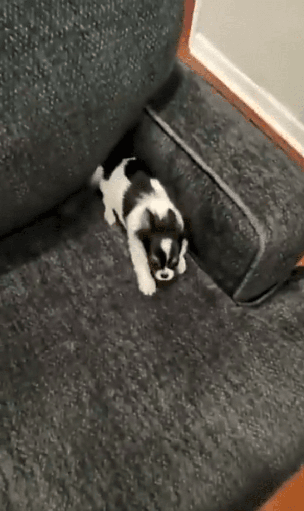 출처: Reddit 게시물