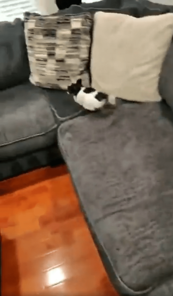 출처: Reddit 게시물