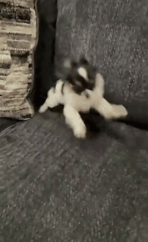 출처: Reddit 게시물