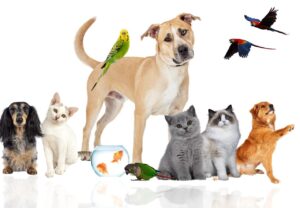 반려동물과의 행복한 삶을 위한 기초 가이드