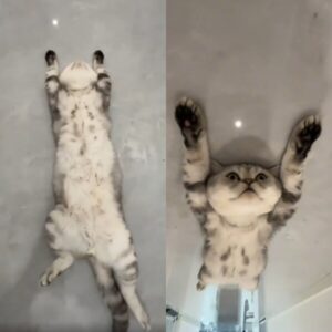 고양이 팔자가 상팔자라고 증명해 주는 듯 누워있는 상팔자 고양이