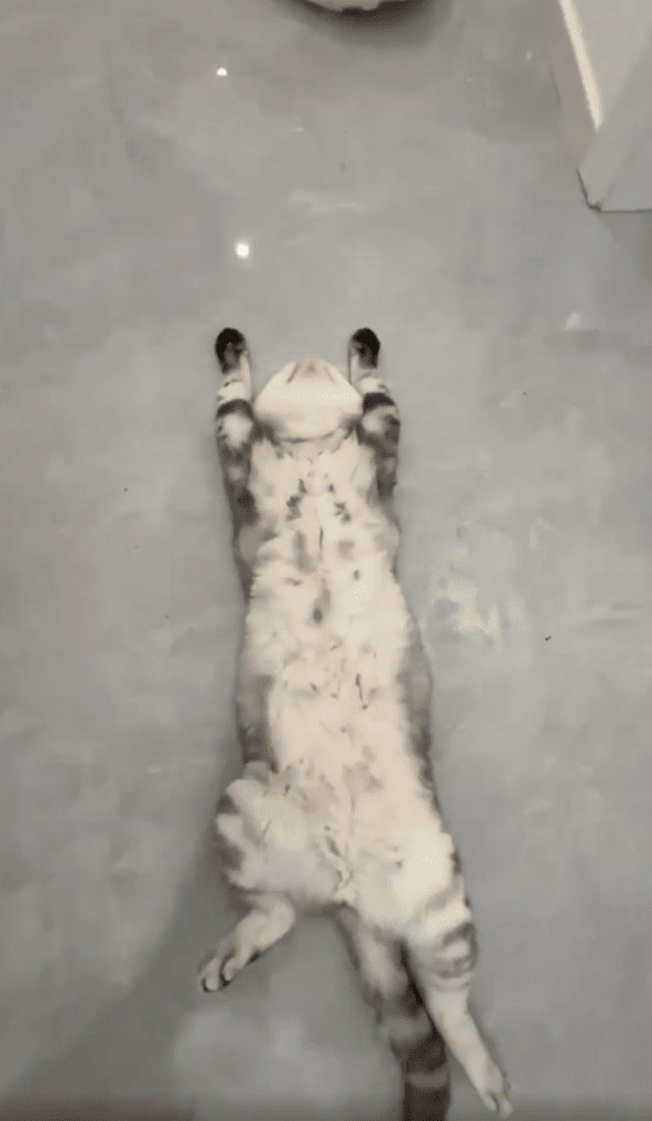 출처:Reddit / 바닥에 누워있는 고양이