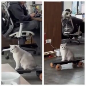 사장님이 된 고양이가 있다? 우리 회사 사장님의 귀여운 감시