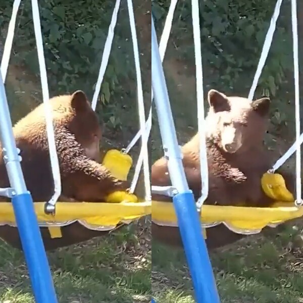 출처: Reddit / 그네타는 아기곰