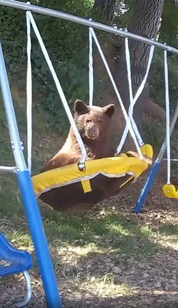 출처: Reddit /그네를 타며 카메라를 바라보는 곰