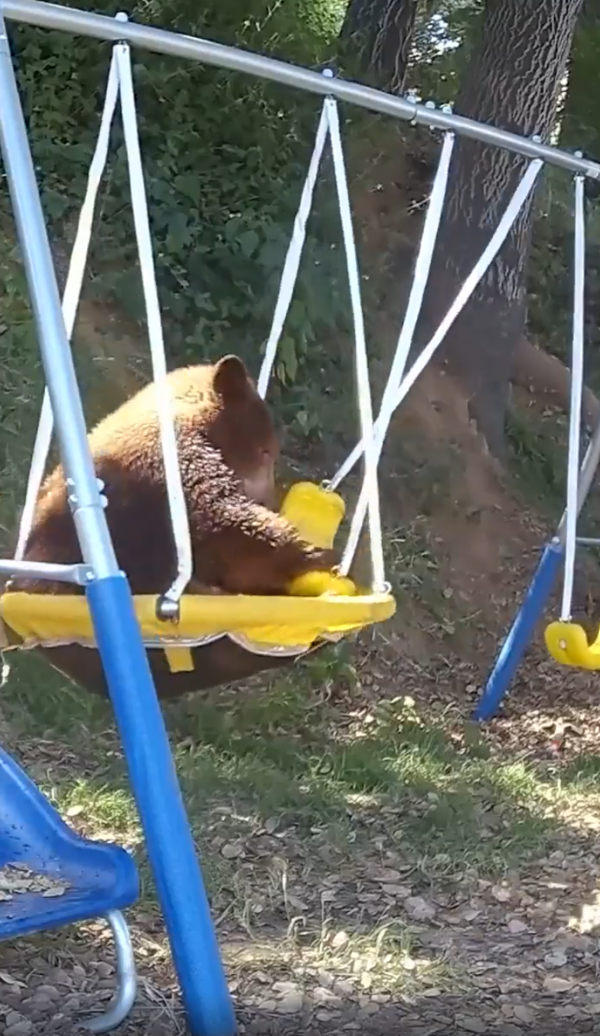 출처: Reddit / 자세를 바꿔앉은 그네타는 곰