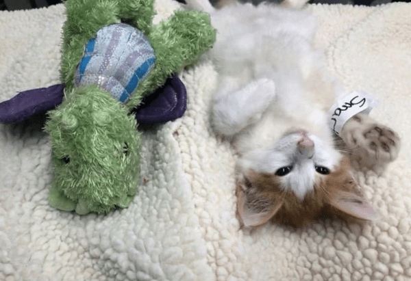 출처: FaceBook @Operation Catnip / 애착인형과 누워있는 아기고양이 포뇨 