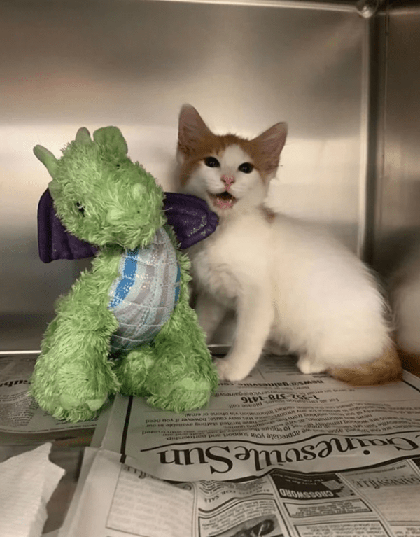 출처: FaceBook @Operation Catnip / 아기고양이와 애착인형 