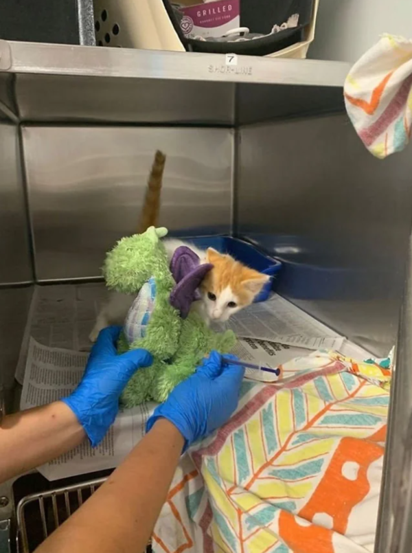 출처: FaceBook @Operation Catnip / 아기고양이 포뇨와 애착인형