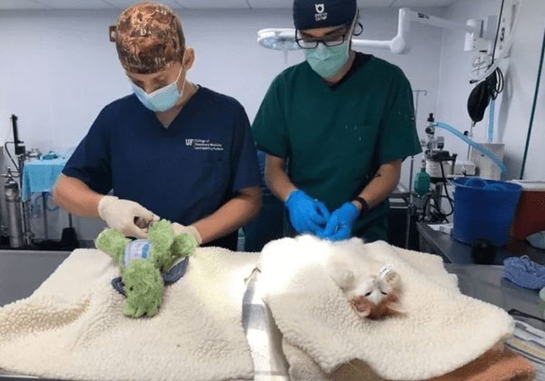 출처: FaceBook @Operation Catnip / 함께 수술받는 아기고양이와 애착인형