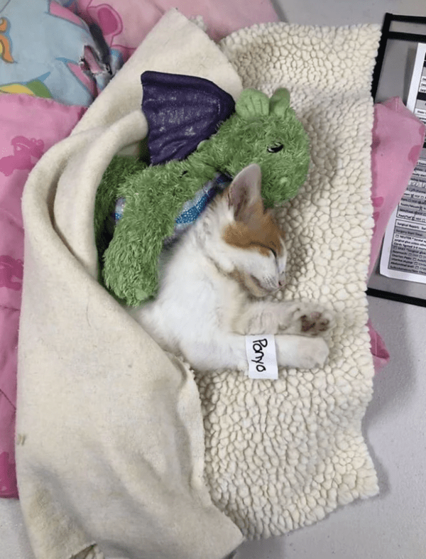 출처: FaceBook @Operation Catnip / 함께 회복중인 아기고양이와 애착인형 