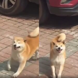 개신남 그 잡채를 보여주는 행복한 시바견