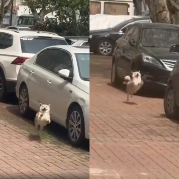 출처 : Reddit / 멀리서 뛰어오는 웃상 시바견 