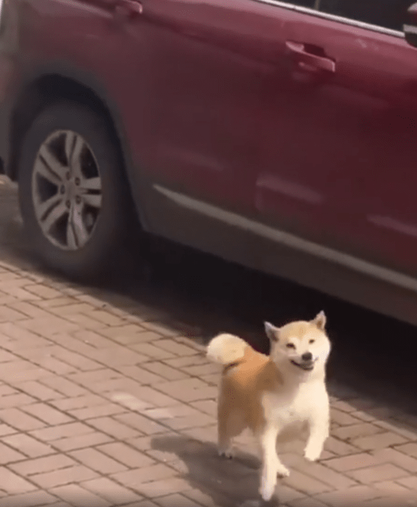 출처 : Reddit / 행복한 웃상 시바견 