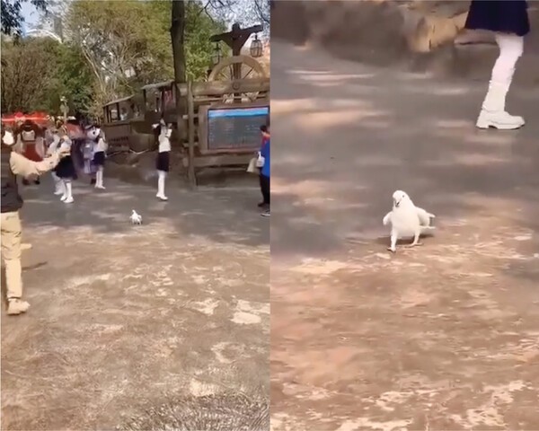 출처 : Reddit / 축제를 즐기고 있는 하얀 앵무새