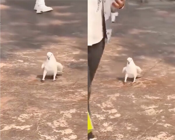 출처 : Reddit / 왼쪽 오른쪽 스텝을 밟는 앵무새