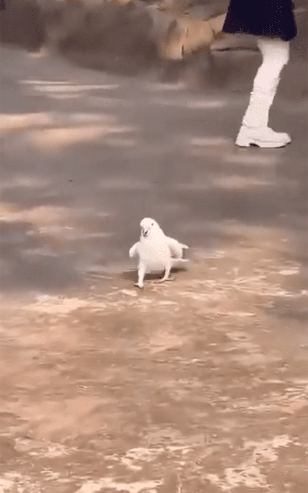 출처 : Reddit / 퍼레이드 라인에서 춤추고 있는 앵무새