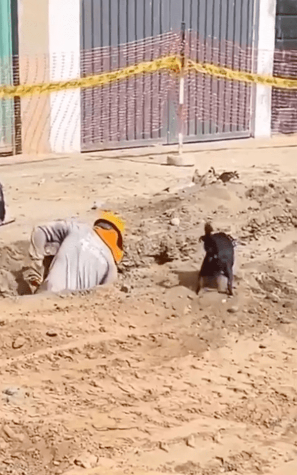 출처 : Reddit / 땅을 파는 인부 옆에서 함께 하는 강아지