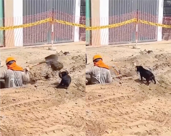 출처 : Reddit / 땅을 파는 인부를 보고 있는 강아지