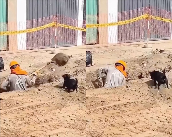 출처 : Reddit / 호흡이 척척 맞는 인부와 강아지