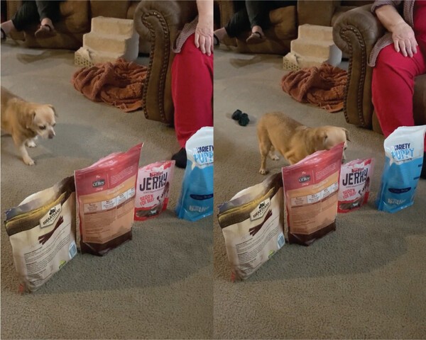 출처 : Reddit / 여러 간식 앞으로 다가가는 개