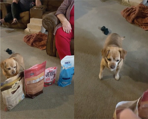 출처 : Reddit / 간식을 고르고 주기만을 기다리는 노견