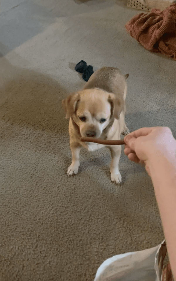 출처 : 고른 간식을 먹게 되는 노견