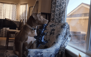 “내 시선을 빼앗은 건 네가 처음이야” 개가 멈춰서 바라보고 있는 것은?