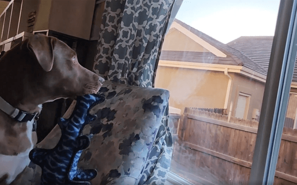 출처 : Reddit / 창밖에 있는 무언가를 보고 짖는 개