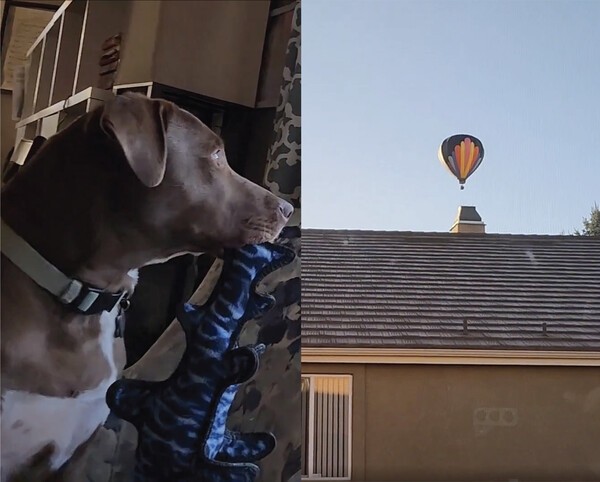 출처 : Reddit / 개가 창밖을 보고 겁먹었던 이유