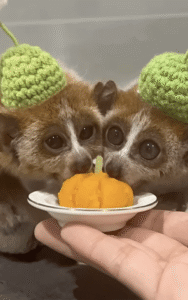 “할로윈에는 역시 호박이지!” 호박 간식을 먹고 있는 이들은 누구?