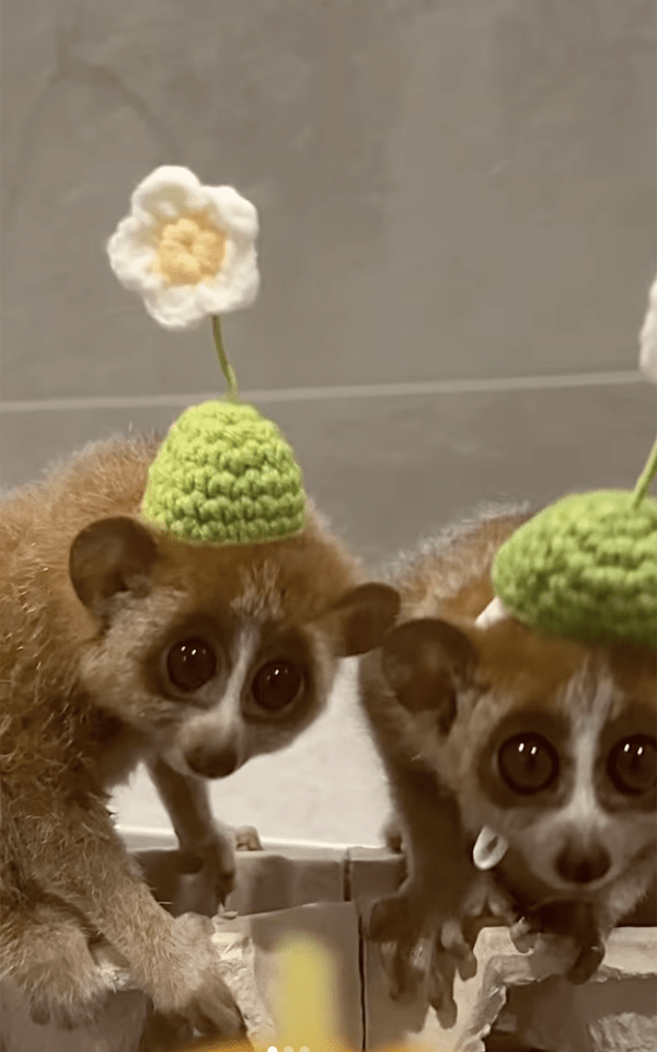 Instagram @aporo12.1 / 귀여운 모자를 쓴 피그미 늘보로리스