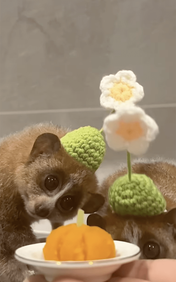 Instagram @aporo12.1 / 간식을 보고 고개를 갸웃거리는 피그미 늘보로리스