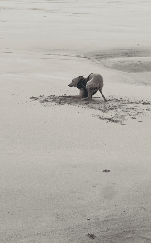 출처 : Instagram @iggy_farah / 해변을 산책하다 앉은 이탈리안그레이하운드