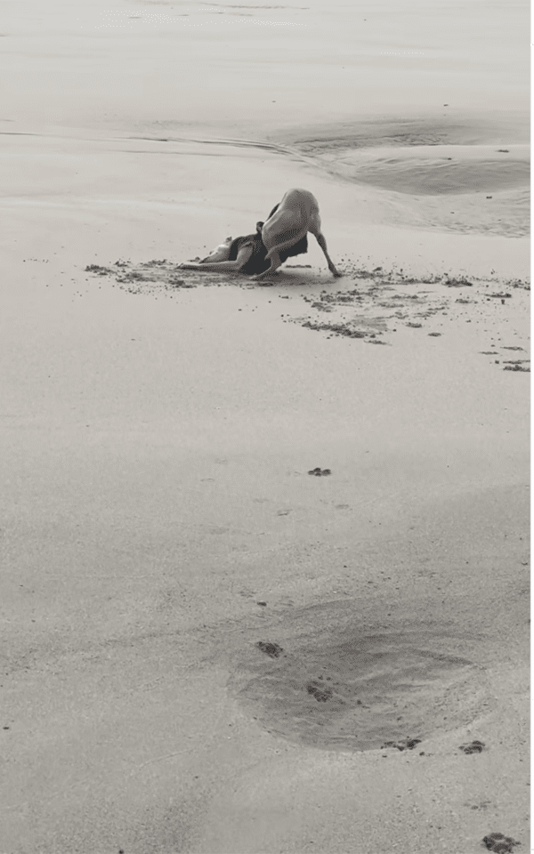 출처 : Instagram @iggy_farah / 모래에 머리를 비비는 이탈리안그레이하운드