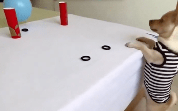 출처 : Reddit / 풍선을 고무줄로 사격하는 개