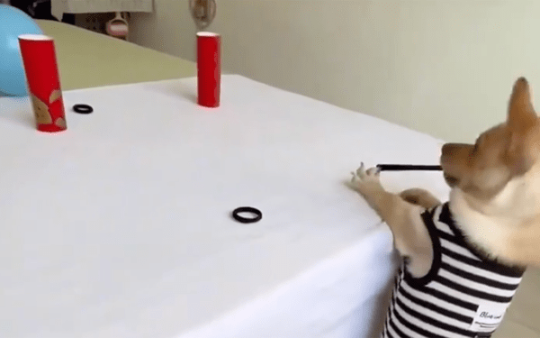 출처 : Reddit / 발톱에 고무줄을 걸고 사격하는 개