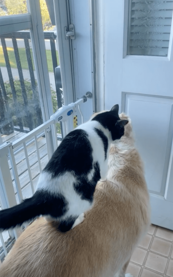 출처 : Instagram @heather.elainek / 리트리버 위에 서 있는 고양이