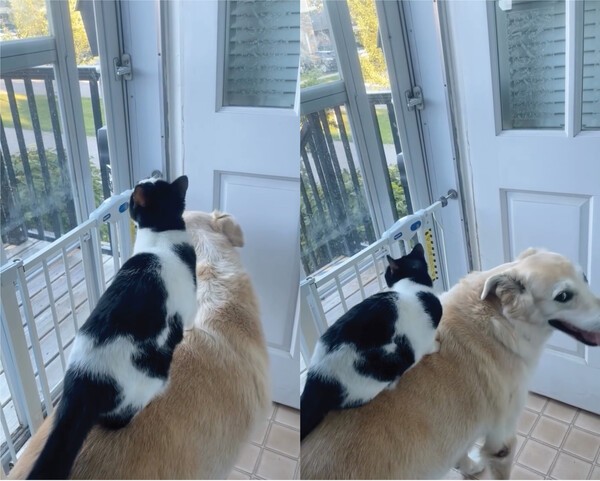 출처 : Instagram @heather.elainek / 리트리버 위에 앉아 있는 고양이