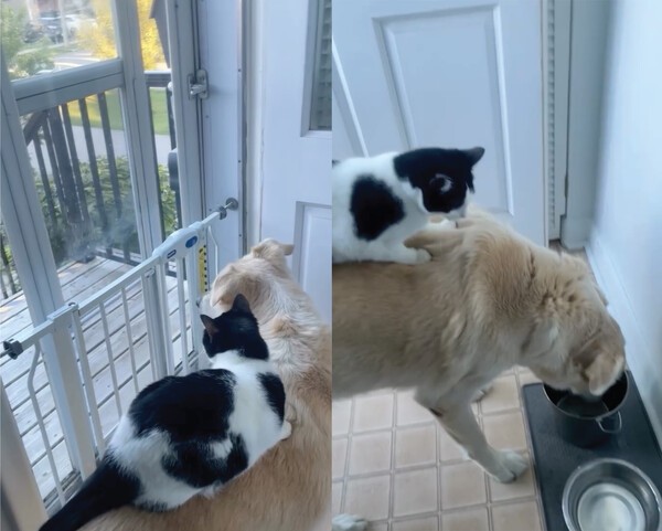 출처 : Instagram @heather.elainek / 같은 곳을 바라보고, 물 마시는 걸 바라보는 고양이