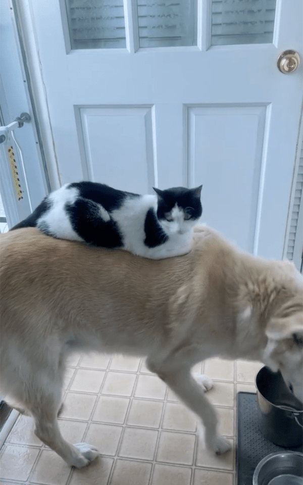 출처 : Instagram @heather.elainek / 리트리버 위에서 평온한 듯 식빵을 굽는 고양이