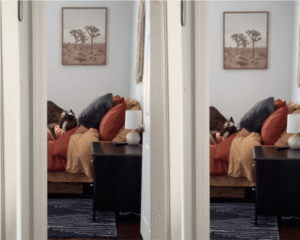 안방 침대 위에서 강아지가 한 수상한 행동은?