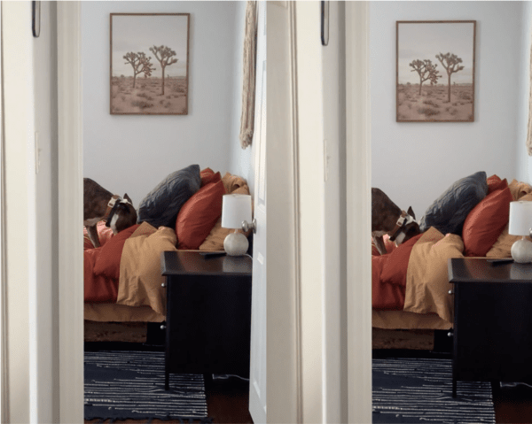 출처: Reddit / 침대 위에 있는 강아지