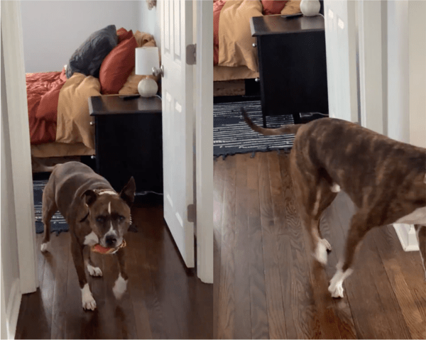 출처: Reddit / 다른 숨길 장소를 물색하러 가는 강아지